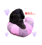 Labrador retriever ❤︎（個別スタンプ：4）