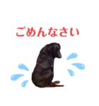 Labrador retriever ❤︎（個別スタンプ：5）