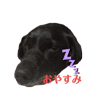 Labrador retriever ❤︎（個別スタンプ：6）