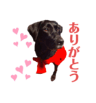 Labrador retriever ❤︎（個別スタンプ：8）