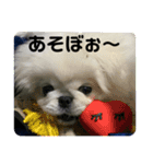 ペキニーズ もちとつくね（個別スタンプ：9）