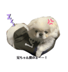 ペキニーズ もちとつくね（個別スタンプ：14）