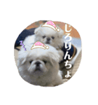 ペキニーズ もちとつくね（個別スタンプ：16）