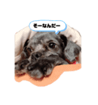 ココプリちゃん（個別スタンプ：4）