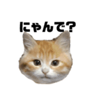 天使降臨！！子猫ルーナと時々ロン兄（個別スタンプ：1）
