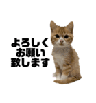 天使降臨！！子猫ルーナと時々ロン兄（個別スタンプ：2）
