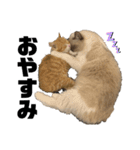 天使降臨！！子猫ルーナと時々ロン兄（個別スタンプ：3）