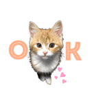 天使降臨！！子猫ルーナと時々ロン兄（個別スタンプ：4）