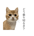 天使降臨！！子猫ルーナと時々ロン兄（個別スタンプ：5）