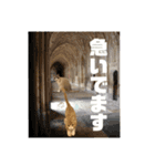 天使降臨！！子猫ルーナと時々ロン兄（個別スタンプ：7）