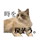 天使降臨！！子猫ルーナと時々ロン兄（個別スタンプ：8）