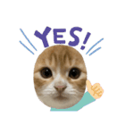天使降臨！！子猫ルーナと時々ロン兄（個別スタンプ：9）