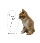 天使降臨！！子猫ルーナと時々ロン兄（個別スタンプ：10）
