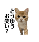 天使降臨！！子猫ルーナと時々ロン兄（個別スタンプ：11）