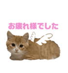 天使降臨！！子猫ルーナと時々ロン兄（個別スタンプ：12）