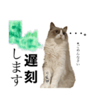天使降臨！！子猫ルーナと時々ロン兄（個別スタンプ：13）