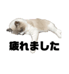 天使降臨！！子猫ルーナと時々ロン兄（個別スタンプ：14）