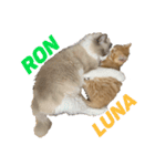 天使降臨！！子猫ルーナと時々ロン兄（個別スタンプ：15）
