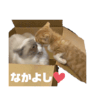 天使降臨！！子猫ルーナと時々ロン兄（個別スタンプ：16）