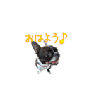 ボステリ☆ピピ あいさつ（個別スタンプ：7）
