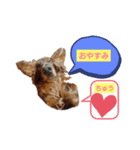 きゅうたろうスタンプ（個別スタンプ：1）
