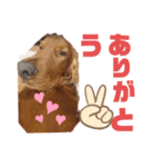 きゅうたろうスタンプ（個別スタンプ：7）