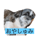 ぼくちろる✩（個別スタンプ：9）