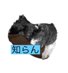 ぼくちろる✩（個別スタンプ：15）