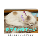 ゆりんかのチワわんこ4（個別スタンプ：2）