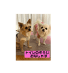 ゆりんかのチワわんこ4（個別スタンプ：3）