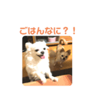 ゆりんかのチワわんこ4（個別スタンプ：6）