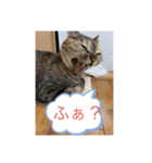 にゃんこしゃん（個別スタンプ：4）