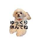 マルチーズ麦（個別スタンプ：15）