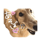 かわいい犬さん-kawaii inu san-（個別スタンプ：7）