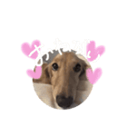 かわいい犬さん-kawaii inu san-（個別スタンプ：8）