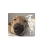 かわいい犬さん-kawaii inu san-（個別スタンプ：9）