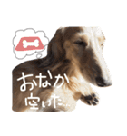 かわいい犬さん-kawaii inu san-（個別スタンプ：10）