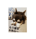 チョコちゃんスタンプ集（個別スタンプ：4）