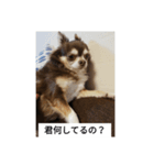 チョコちゃんスタンプ集（個別スタンプ：6）