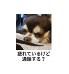 チョコちゃんスタンプ集（個別スタンプ：8）
