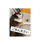 チョコちゃんスタンプ集（個別スタンプ：10）