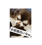チョコちゃんスタンプ集（個別スタンプ：12）