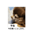 チョコちゃんスタンプ集（個別スタンプ：13）