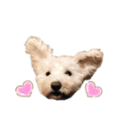 愛犬ポコちゃんのスタンプ3（個別スタンプ：1）