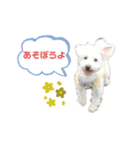 愛犬ポコちゃんのスタンプ3（個別スタンプ：2）