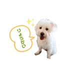 愛犬ポコちゃんのスタンプ3（個別スタンプ：3）