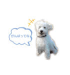 愛犬ポコちゃんのスタンプ3（個別スタンプ：4）