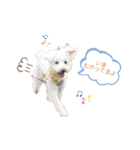 愛犬ポコちゃんのスタンプ3（個別スタンプ：5）