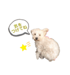 愛犬ポコちゃんのスタンプ3（個別スタンプ：6）