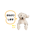 愛犬ポコちゃんのスタンプ3（個別スタンプ：8）